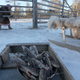 Image for article titled Photos: The gorgeous simplicity of life as a Siberian nomad